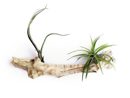 Air Plant Care: Additional Tips