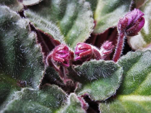 African Violet Plant Care: Light Requirements