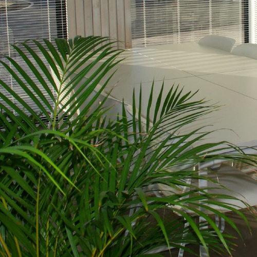 Bamboo Palm – Chamaedorea seifrizii