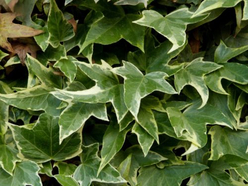 English Ivy – Hedera helix