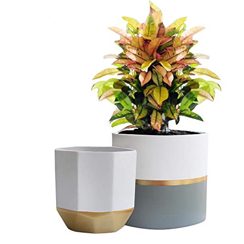 Indoor Plant Pots 2: White Ceramic Plant Containers with Gold and Grey Detailing