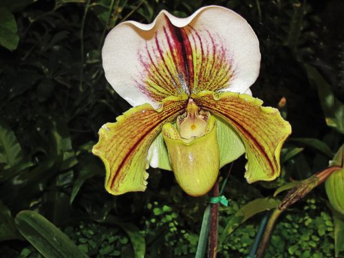 Slipper Orchid – Paphiopedilum
