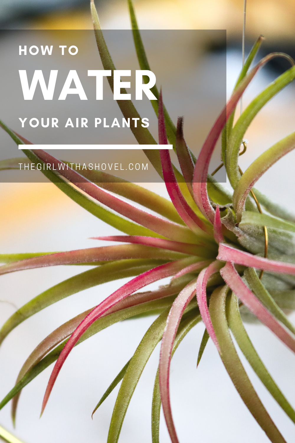 How to Water Air Plants the RIGHT Way! | The Girl with a Shovel