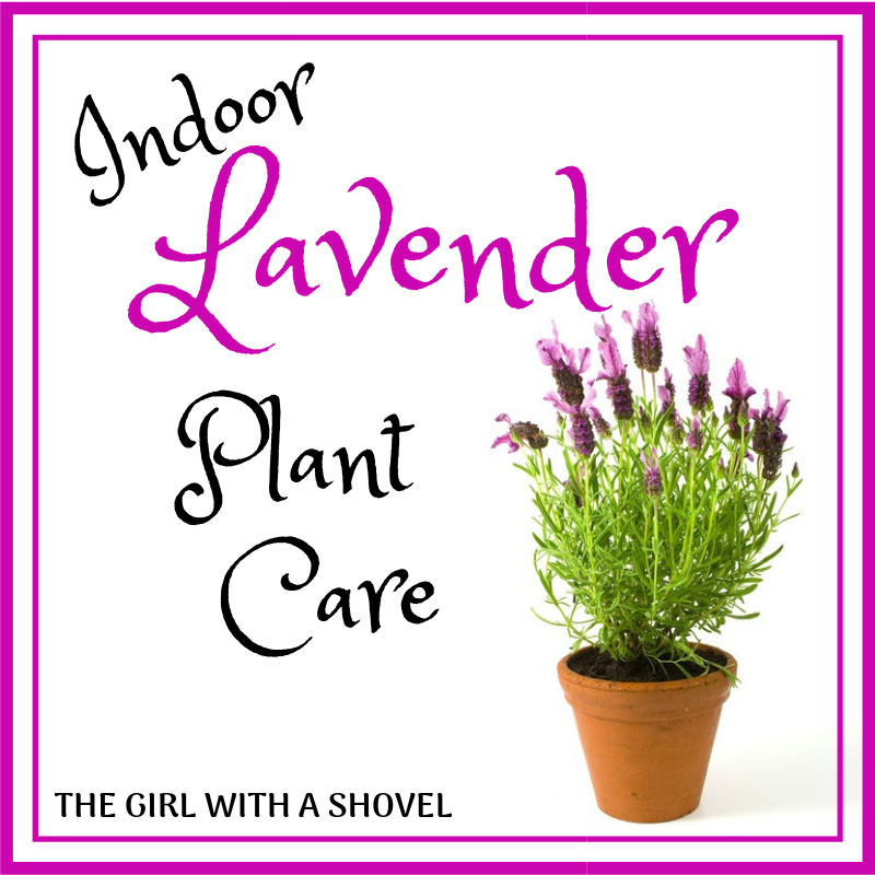 Indoor Lavender Plant Care - The Girl with a Shovel