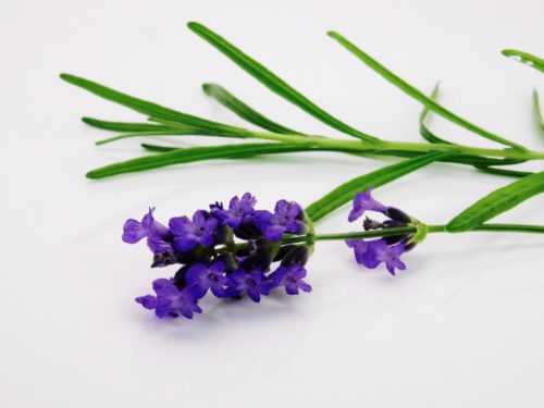 Indoor Lavender Plant Care: Additional Tips