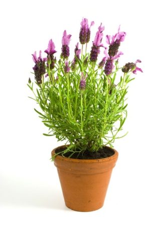Indoor Lavender Plant Care: Water Requirements