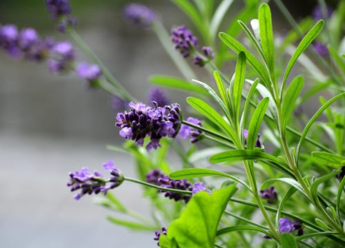 Indoor Lavender Plant Care: Light Requirements