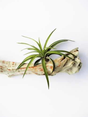 How to Water Air Plants Method 1: Fixed to a Mount