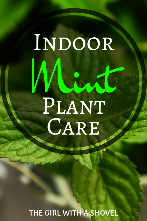 Indoor Mint Plant Care The Girl with a Shovel