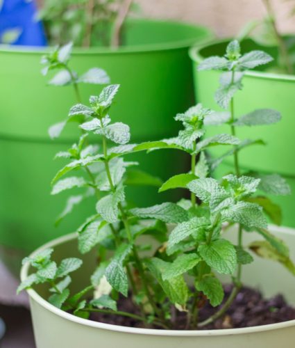 Outdoor Mint Plant Care: Additional Requirements