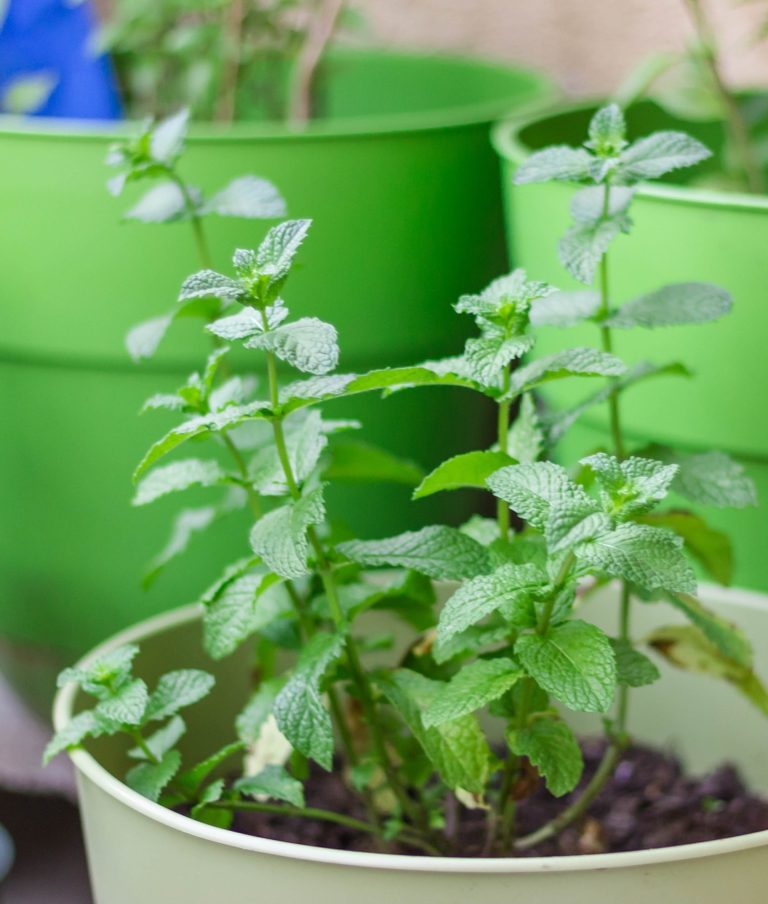 3 Keys to Outdoor Mint Plant Care The Girl with a Shovel