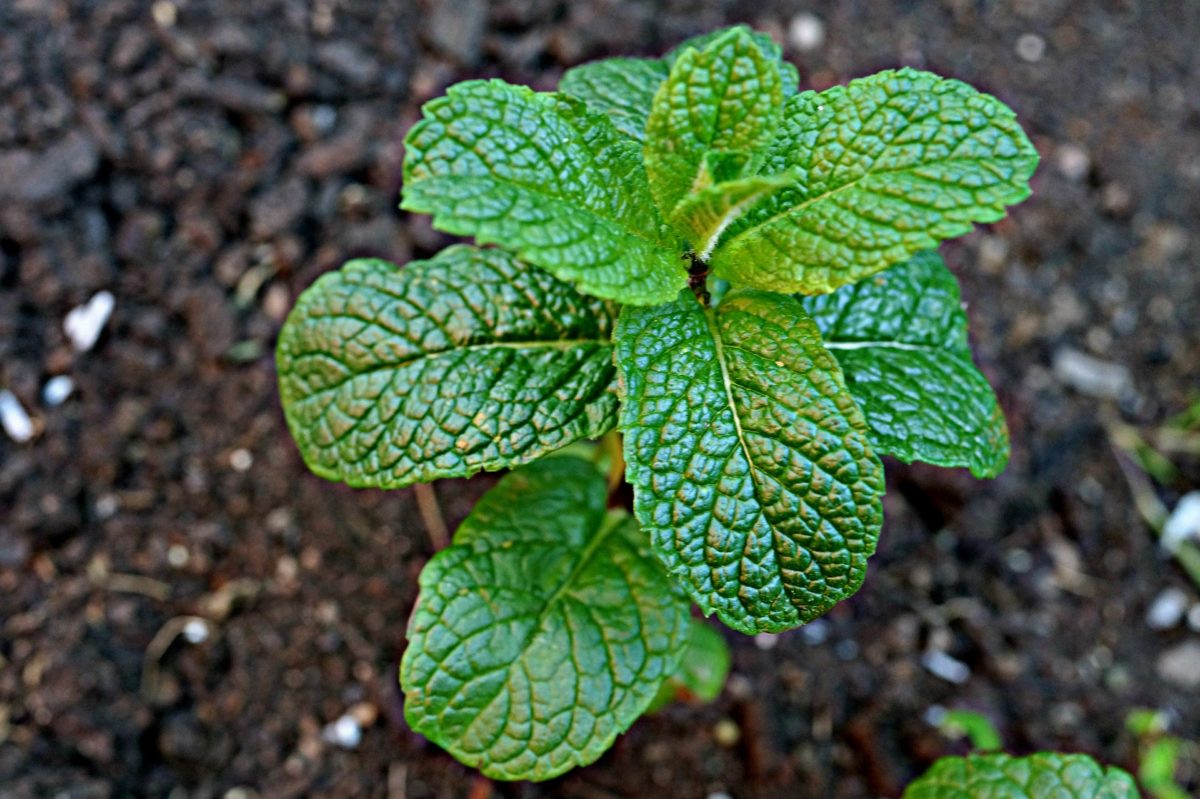 3 Keys to Outdoor Mint Plant Care | The Girl with a Shovel