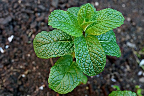 Outdoor Mint Plant Care: Water Requirements
