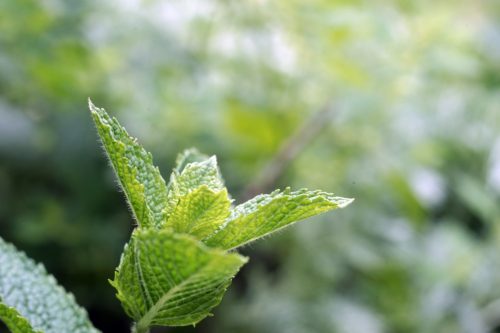 Outdoor Mint Plant Care: Light Requirements