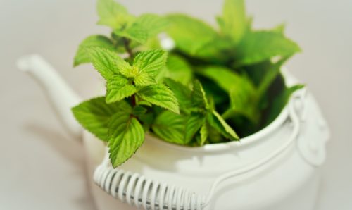 Indoor Mint Plant Care: Light Requirements