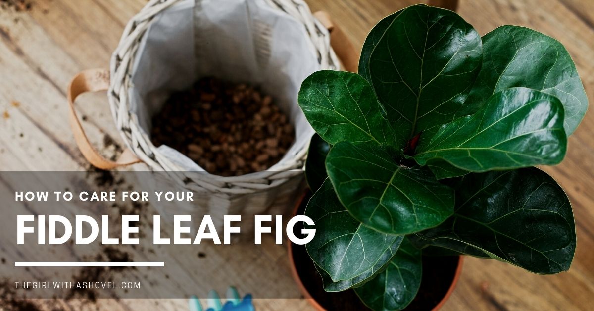 Fiddle Leaf Fig Plant Care: How to Keep it Alive! | The ...