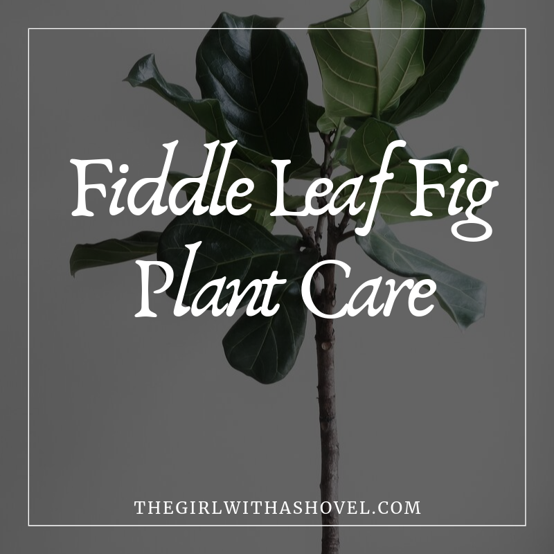 The Complete Proven Guide to Grow a Fiddle Leaf Fig Tree