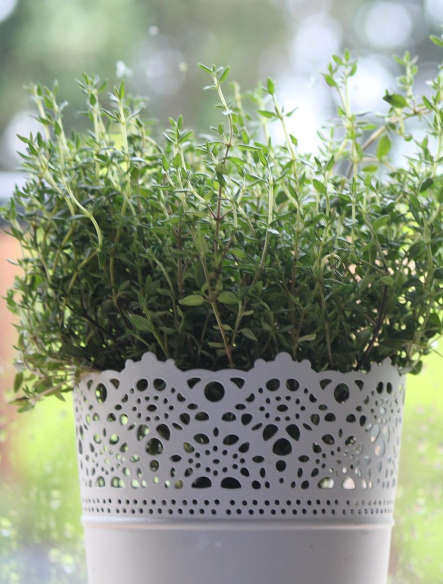 The 3 Keys to Indoor Thyme Plant Care The Girl with a Shovel