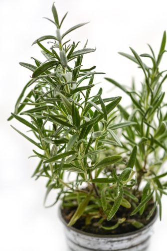 Indoor Rosemary Plant Care: Light Requirements