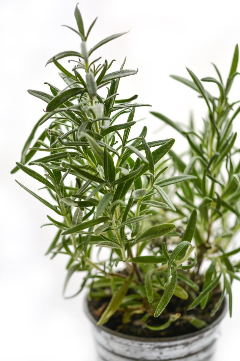 Rosemary plants near me information