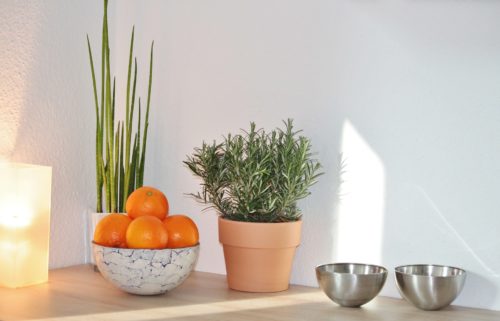 Indoor Rosemary Plant Care: Water Requirements