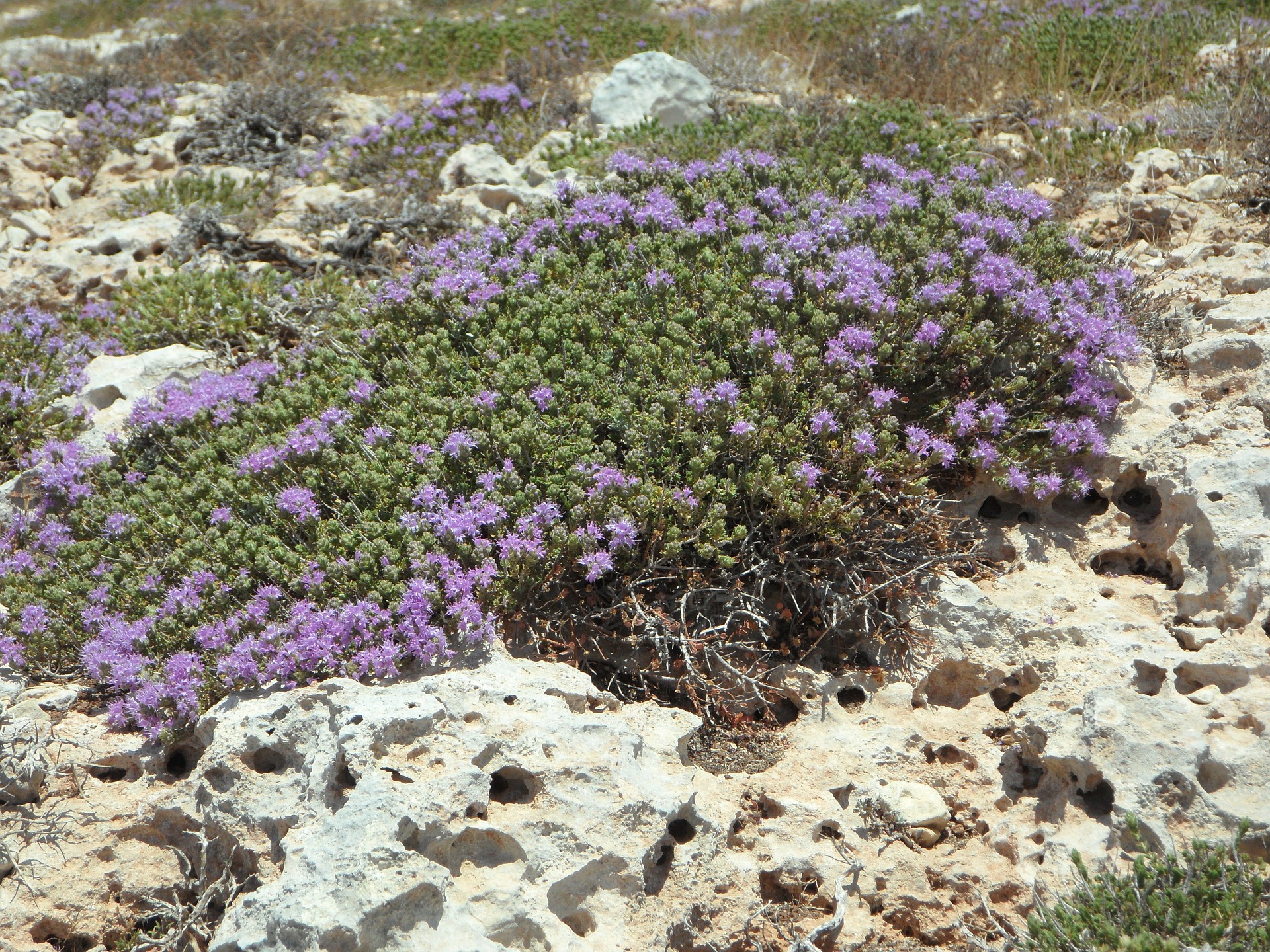 low growing thyme