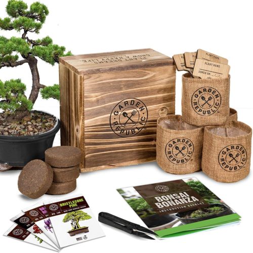 Gifts for a Plant Lover: 8 - Bonsai Starter Grow Kit