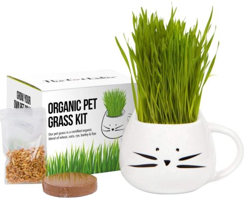 Gifts for a Plant Lover: 6 - Cat Grass Grow Kit