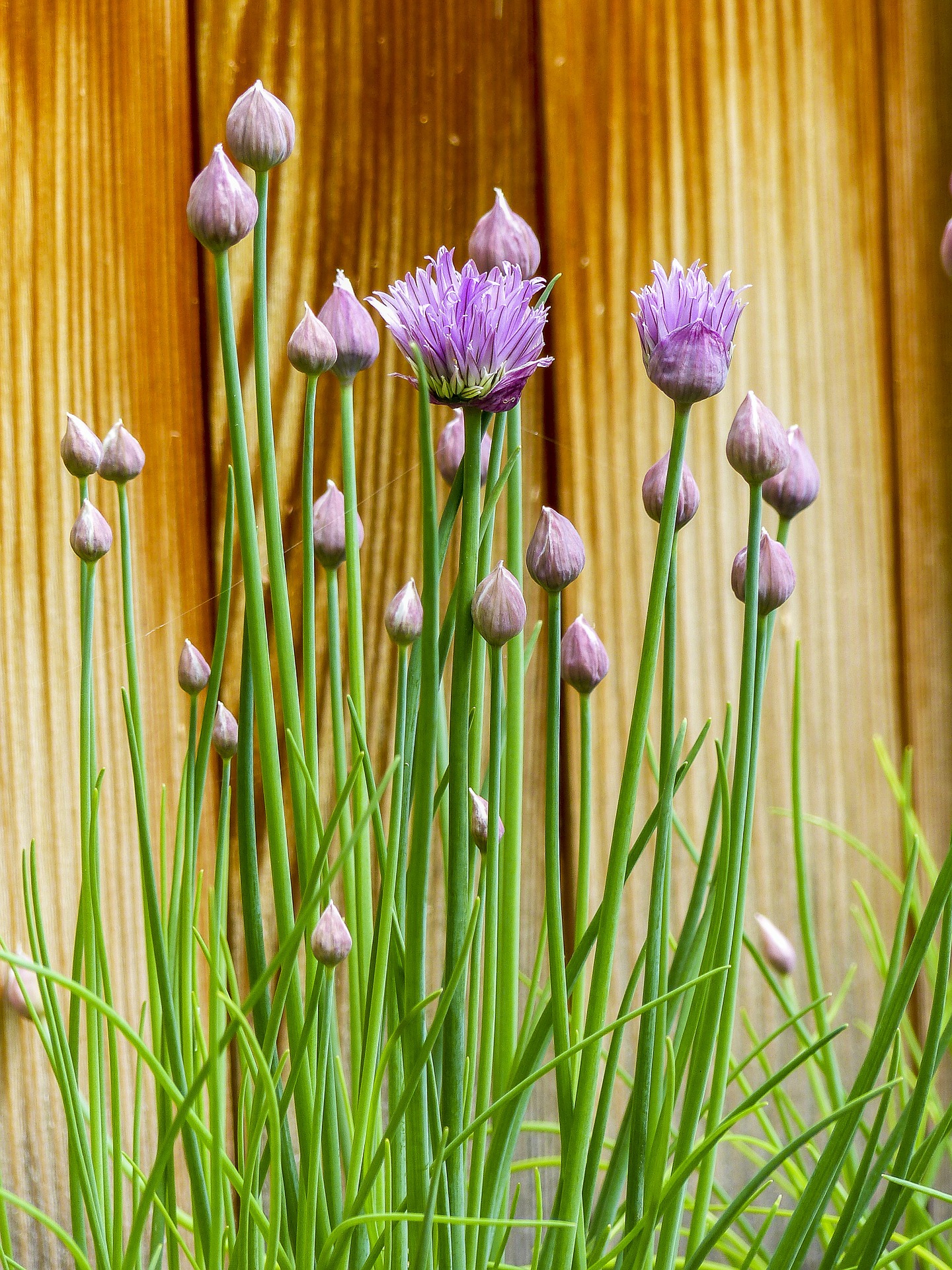 The 3 Keys to Indoor Chive Plant Care! The Girl with a