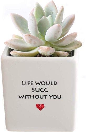 Gifts for a Plant Lover: 7 - Succ Without You Pot