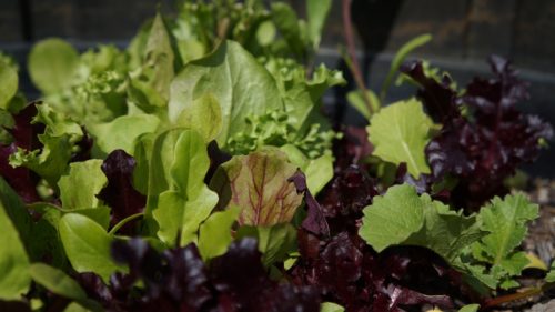 These are the top 5 BEST vegetables to grow indoors. Just starting out? Grow lettuce from the scraps you're already buying!