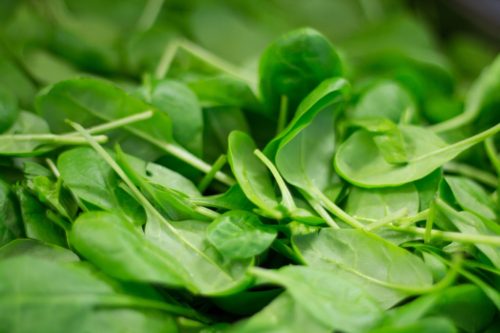 These are the top 5 BEST vegetables to grow indoors. Just starting out? Grow spinach for an easy to grow choice!