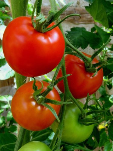 These are the top 5 BEST vegetables to grow indoors. Just starting out? Choose to grow tomatoes for an ultra versatile crop!
