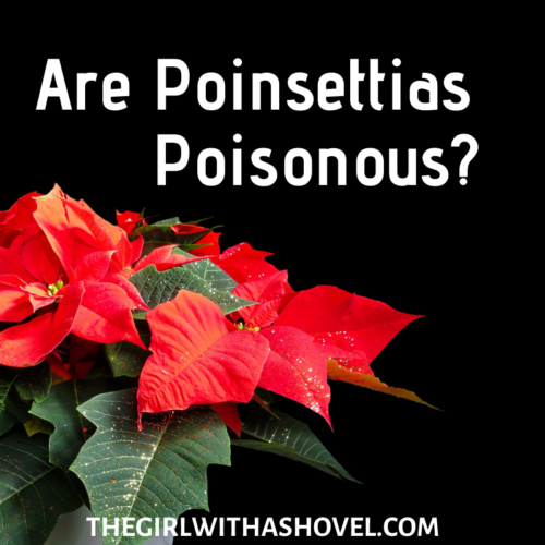 Are Poinsettias Poisonous? - The Girl With A Shovel