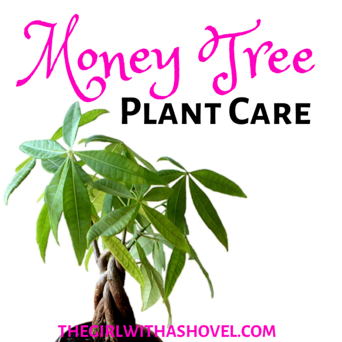 How to Keep your Money Tree Alive - The Girl with a Shovel