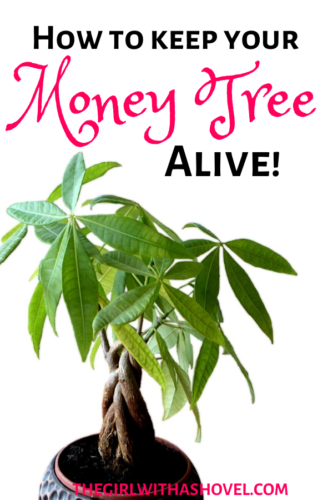 How to Keep your Money Tree Alive | The Girl with a Shovel