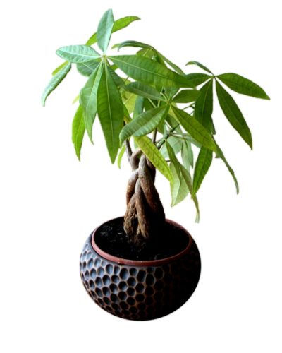 Money Tree Plant Care - Pachira aquatica