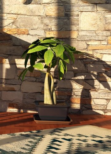 Money Tree Plant Care Tips 1: Keep your money tree out of direct sunlight. Hot, afternoon sun will burn your plant's leaves!