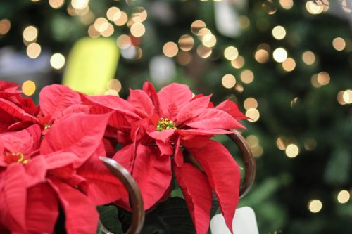 Are poinsettias poisonous? If you are sensitive to latex, find out what to do to keep yourself safe around these plants!