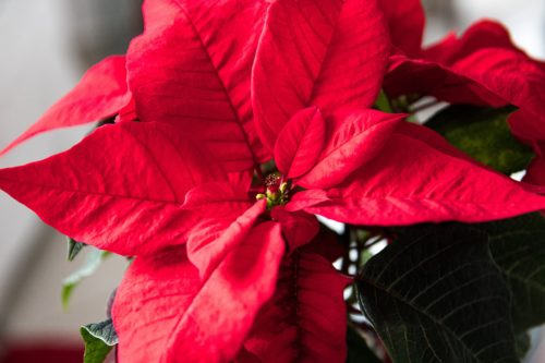 Follow these poinsettia care tips! Keep your poinsettia away from the cold, water lightly, and give it bright, indirect sunlight!