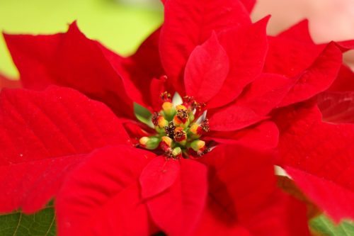 Follow these poinsettia care tips! First, check for healthy flowers to make sure you purchase a healthy poinsettia plant!