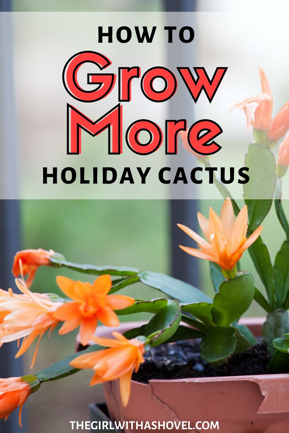 Christmas Cactus Propagation Pinterest Image