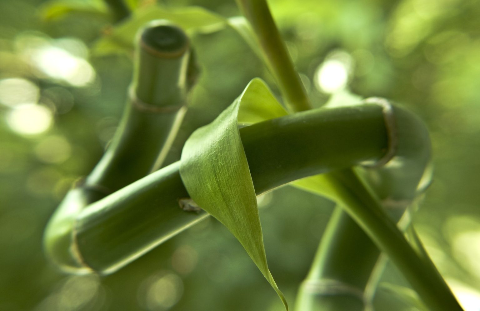 how-to-keep-your-lucky-bamboo-alive-the-girl-with-a-shovel