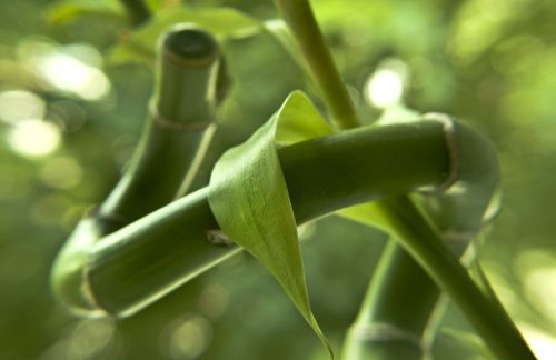 Lucky Bamboo Plant Care - Fertilizer and changing out the water will keep your plant healthy and green.