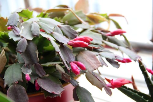 Here are the additional tips for care for Christmas cactus...