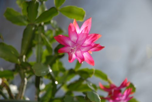 Here's what you need to know to care for christmas cactus... light requirements...