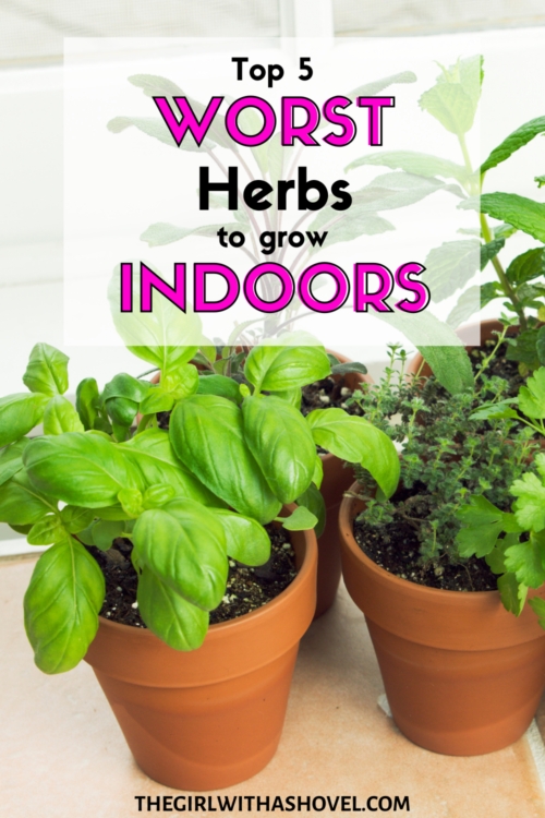 Top 5 Worst Herbs To Grow Indoors - The Girl With A Shovel