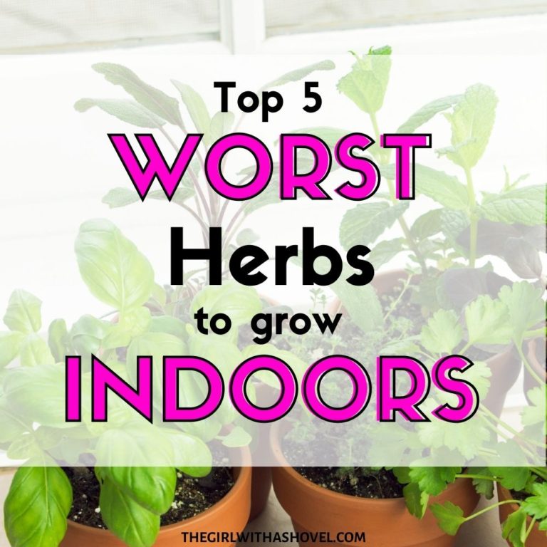 Top 5 Worst Herbs to Grow Indoors - The Girl with a Shovel