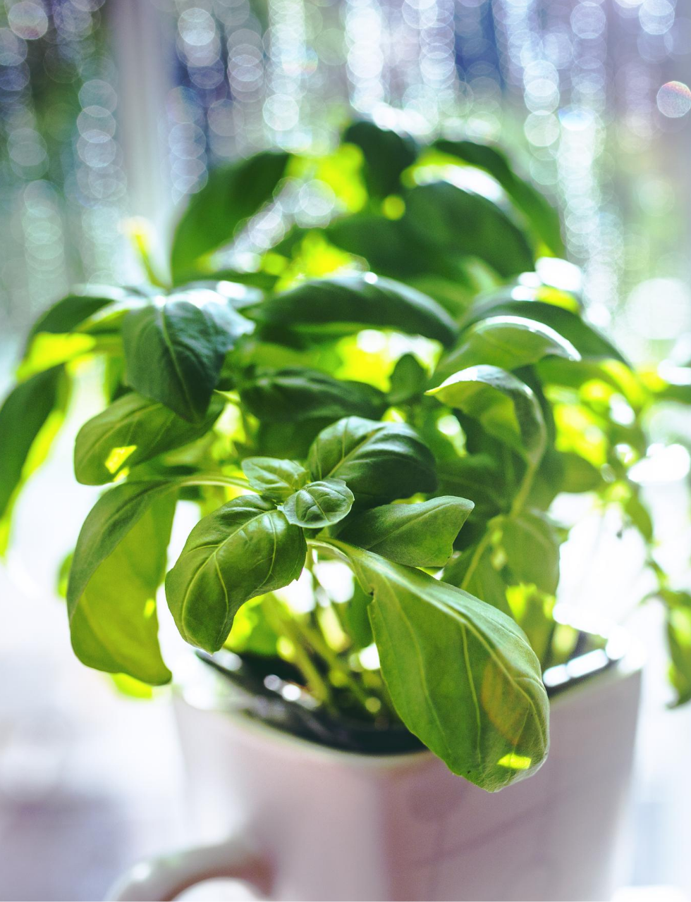 Worst Herbs to Grow Indoors - Basil