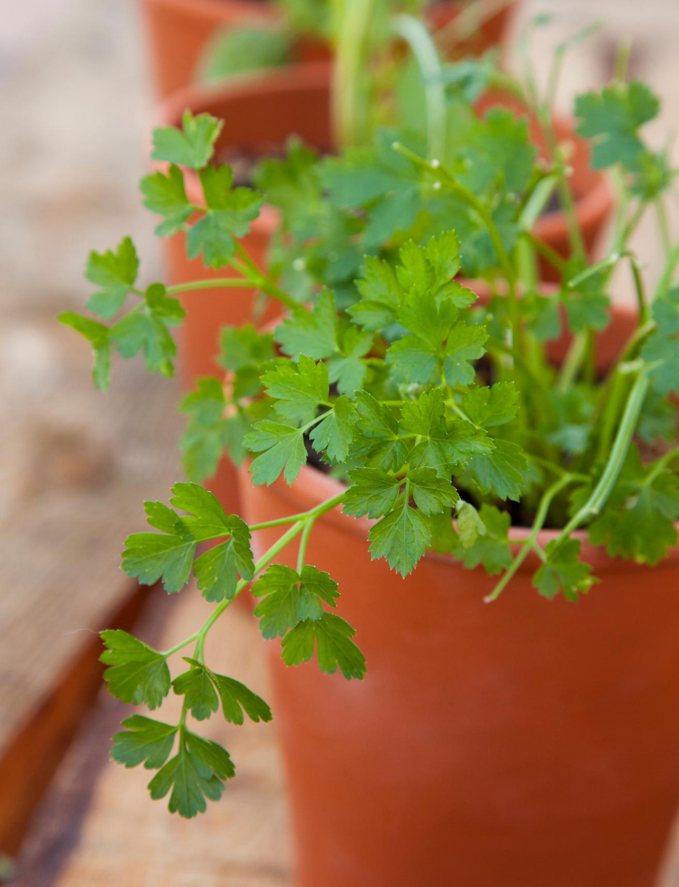 Worst Herbs to Grow Indoors - Cilantro Plant 